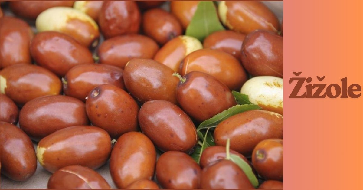 Žižole