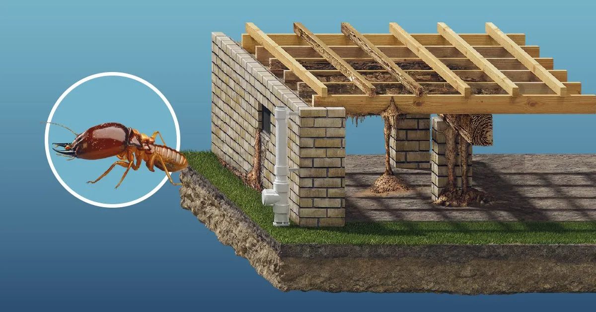 Termites
